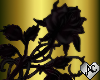 Withered rose