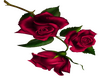 Red Rose - UPPER.R