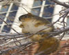 fat squrill
