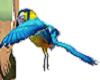 (v) Parrot