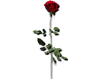 Long Stem Rose - BIG