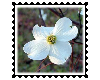 Biggie Dogwood Flower
