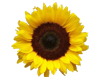 Flower Columm
