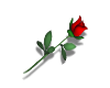 tiny red rose