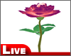 !live-Rose Rain