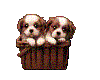 2 Puppies In Basket