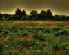 .NA Poppy Fields Backdr.