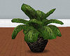 LT STONEPOT African PALM