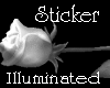Illuminated White Rose