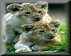 Lion Cubs