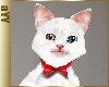 aYY- red collar red bow WHITE Heterochromia cat