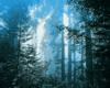 Product Image for PANDORA NAVI FORREST