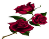 Red Rose - R