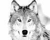 ~Wolf~ Kiss / Beth