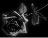 black rose