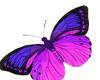 Butterfly Pets