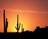 Desert Sunrise