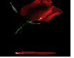Rose bleeding