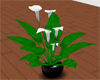 (IKY2) ELEGANT LILIES F/