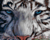 Tiger Guard White
