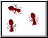 Walking Red Ants