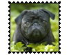Biggie Pug Stamp 8