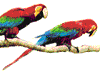 Parrots
