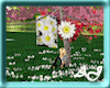 daisies radio