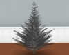 Shadow Pine Tree