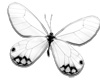 [BWX] White Butterfly