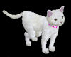 white animated cat