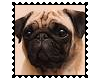 Biggie Pug Stamp 16