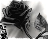 Black Rose (Right)