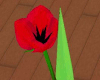 1 Red Tulip