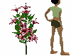 Red Hibiscus tree