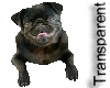 Transparent Pug Sitter