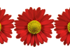 Red Flowers