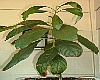 Avocado Tree in Planter