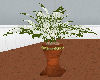 (A) Big House Plant