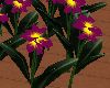 LW - 30 Plumeria Flowers
