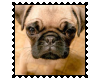 Biggie Pug Stamp 7