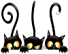 3 Black Cats