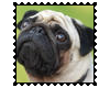 Biggie Pug Stamp 9
