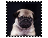 Biggie Pug Stamp 13