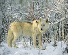 White Wolf