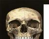 skull tee