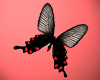 Butterfly 021