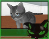 gk grey stripped kitten