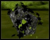 I- Black Ivy on Rock