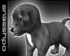 [Od] Pitbull Puppy